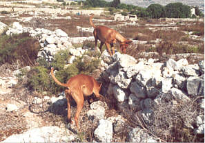 Klieb tal-Fenek searching for rabbits in a rubble stone wall